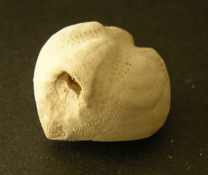 Echinocardium cordatum (Pennant, 1777) - teca